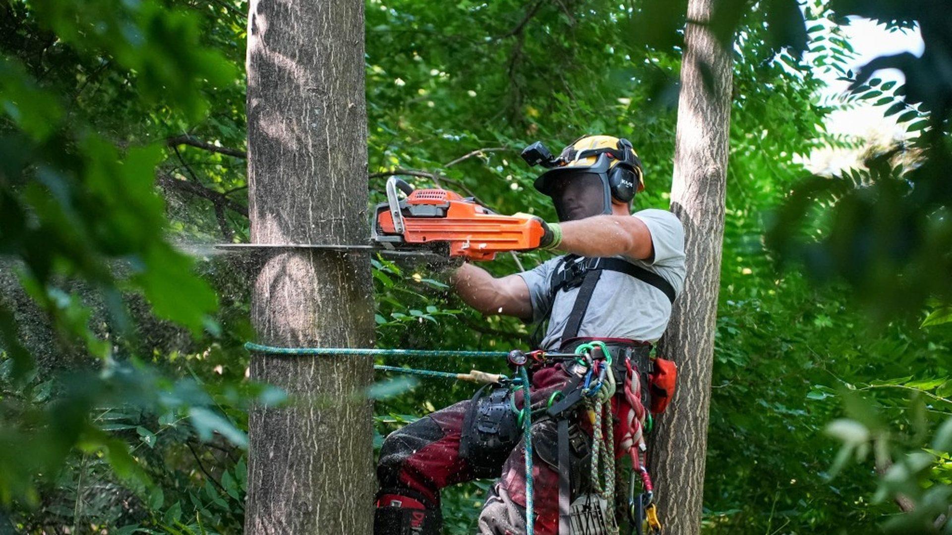 Brennholz Maxl